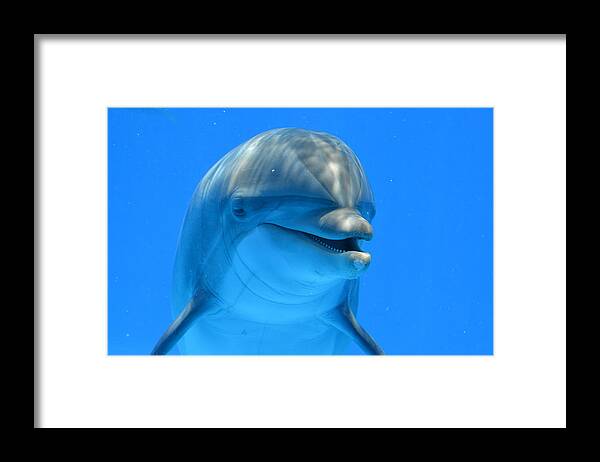 Dolphin Framed Print featuring the photograph Happy Smiling Dolphin by Richard Bryce and Family