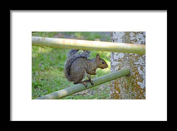 Squirrel Framed Print featuring the photograph Happy Squirrel by Kenneth Albin
