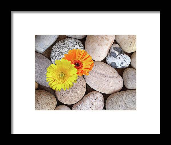Beach Framed Print featuring the photograph Sunshine Daisies and Pebbles on the Beach by Gill Billington