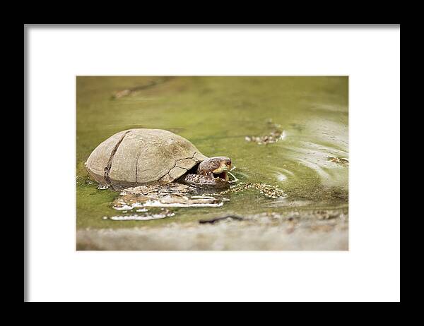 Turtle Framed Print featuring the photograph Happy Turtle by Eilish Palmer