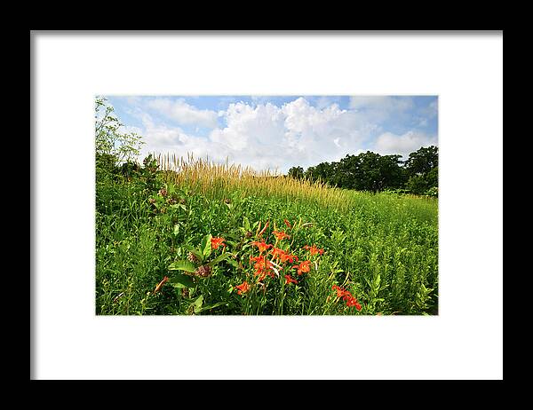 Black Eyed Susan Framed Print featuring the photograph Happy Valley by Ray Mathis