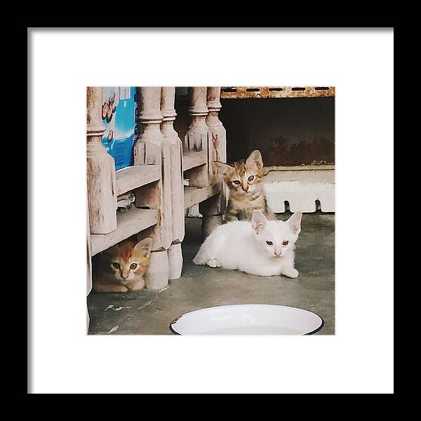 Instakitty Framed Print featuring the photograph Happy Wednesday! #kittens by Ivy Ho