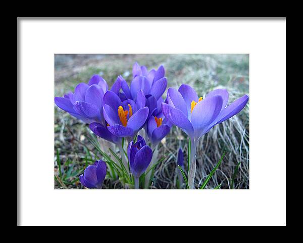 Floral Framed Print featuring the photograph Harbinger of Spring by Barbara McDevitt