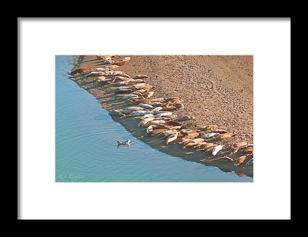 K L Kingston Framed Print featuring the photograph Harbor Seal Conductor by K L Kingston
