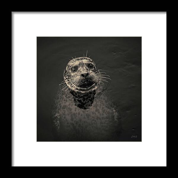 Seal Framed Print featuring the photograph Harbor Seal III Toned SQ by David Gordon