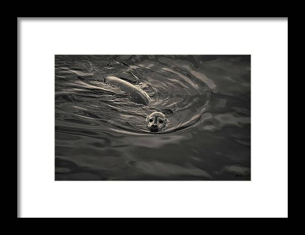Seal Framed Print featuring the photograph Harbor Seal IV Toned by David Gordon