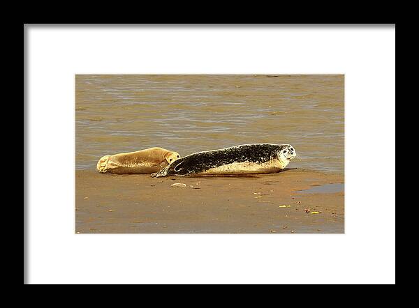 Common Seal Framed Print featuring the photograph Harbour Seals by Jeff Townsend