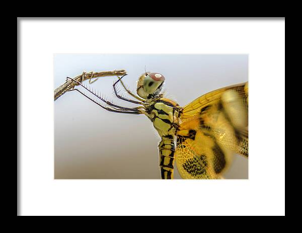 Dragonfly Framed Print featuring the photograph Hard time to hold on by Wolfgang Stocker