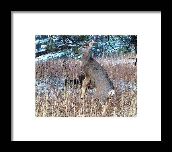 Deer Framed Print featuring the photograph Hard to Reach by Jim Garrison