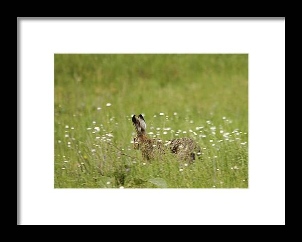 Hares Framed Print featuring the photograph Hare on the run by Cliff Norton