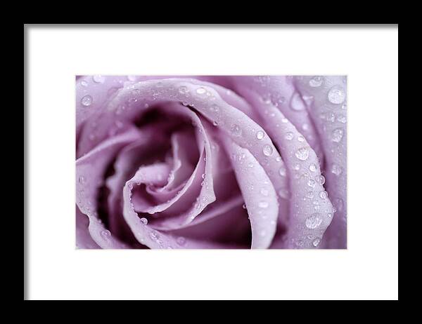 Rose Framed Print featuring the photograph Harmony by DArcy Evans