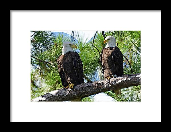 Eagles Framed Print featuring the photograph Harriet and M15 heart by Liz Grindstaff