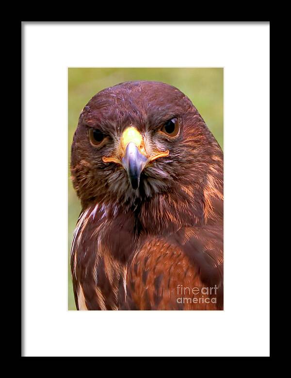 Bird Framed Print featuring the photograph Harris Hawk Portriat by Stephen Melia