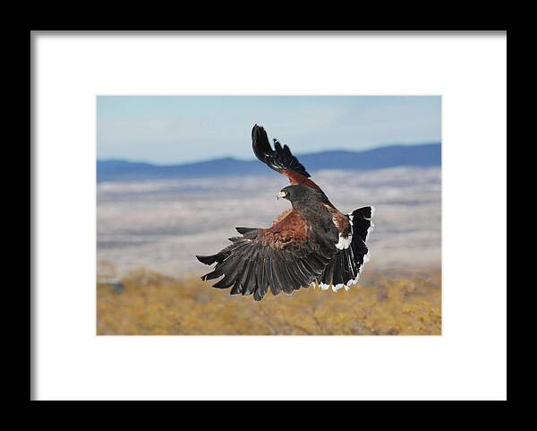 Falcon Framed Print featuring the photograph Harris's Hawk by Irina ArchAngelSkaya