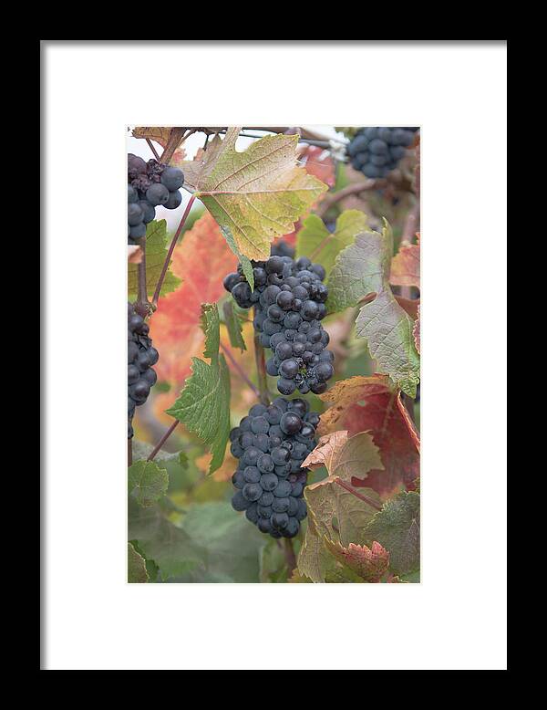 Grapes Framed Print featuring the photograph Harvest time by Patricia Dennis