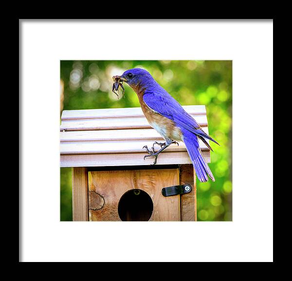 Bird Framed Print featuring the photograph Have a Little Cricket for Breakfast by Phil And Karen Rispin