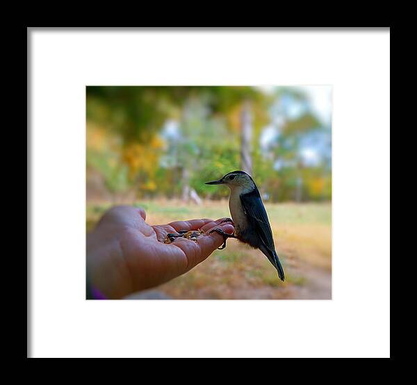Bird Framed Print featuring the photograph Have a Seed by Lilia D