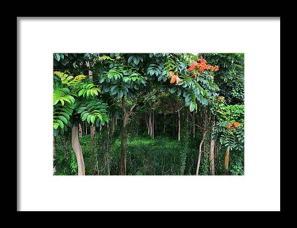 Blooming Cashew Nut Trees Framed Print featuring the photograph Hawaiian Blooming Cashew Nut Trees by Marilyn MacCrakin