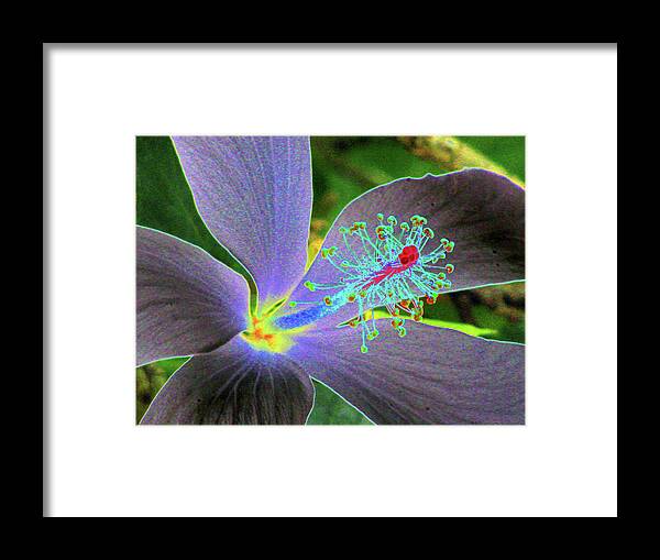 Hibiscus Framed Print featuring the photograph Hawaiian Dreams - PhotoPower 3409 by Pamela Critchlow