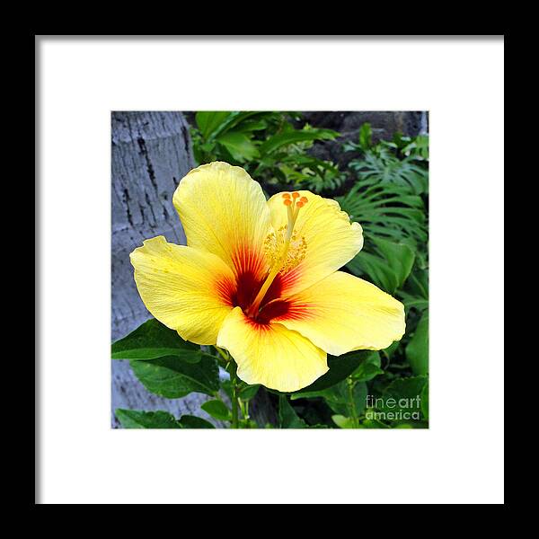 Hibiscus Framed Print featuring the photograph Hawaiian Hibiscus by Sue Melvin