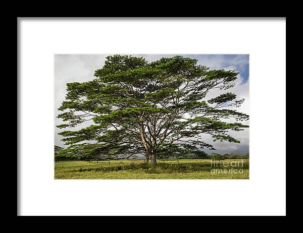 Falcataria Moluccana Framed Print featuring the photograph Hawaiian Moluccan Albizia Tree by Dustin K Ryan