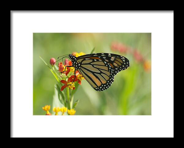 Wildlife Framed Print featuring the photograph Hawaiian Monarch 1 by Michael Peychich