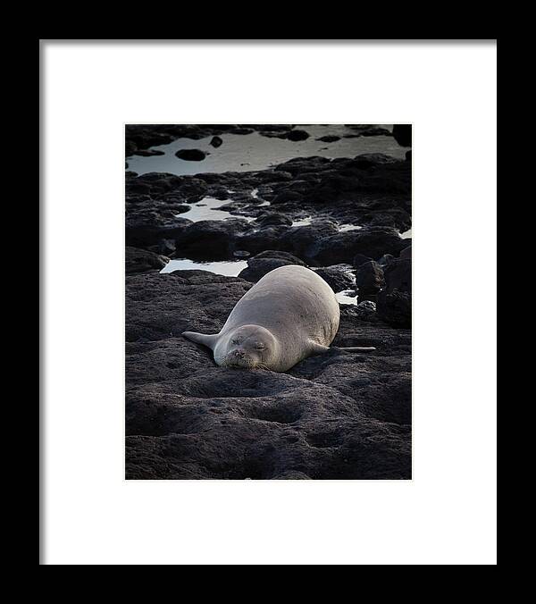 Hawaiian Framed Print featuring the photograph Hawaiian Monk Seal by Roger Mullenhour