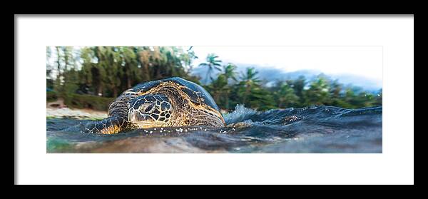 Turtle Panorama Framed Print featuring the photograph Hawaiian Sea Turtle Panorama by Leonardo Dale