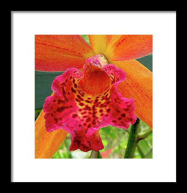 Orchid Framed Print featuring the photograph Hawaiian Sunshine by James Temple