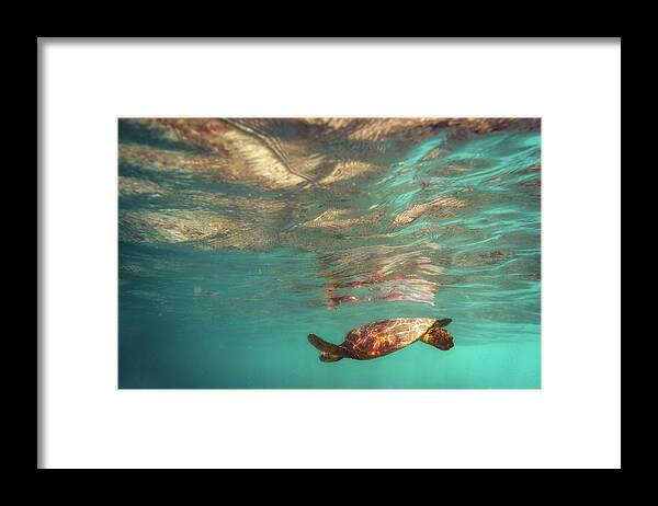 Hawaii Framed Print featuring the photograph Hawaiian Turtle by Christopher Johnson