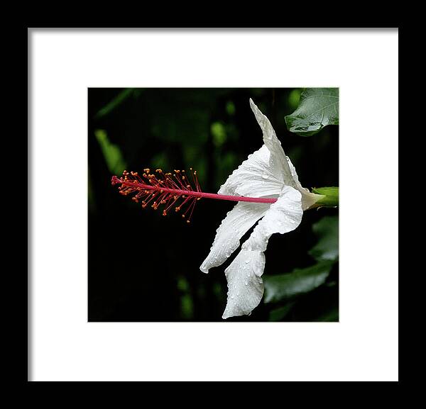 Hibiscus Framed Print featuring the photograph Hawaiian White Hibiscus by Margaret Saheed