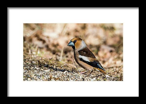Hawfinch's Gaze Framed Print featuring the photograph Hawfinch's gaze by Torbjorn Swenelius