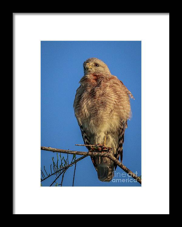 Hawk Framed Print featuring the photograph Hawk at Cypress Creek #2 by Tom Claud