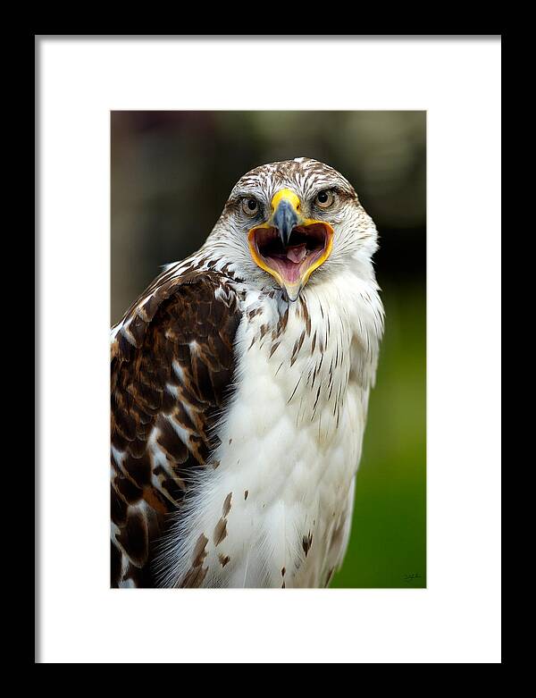 Hawk Framed Print featuring the photograph Hawk by Doug Gibbons