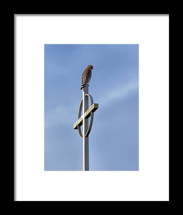 Birds Framed Print featuring the photograph Hawk on Steeple by Richard Rizzo
