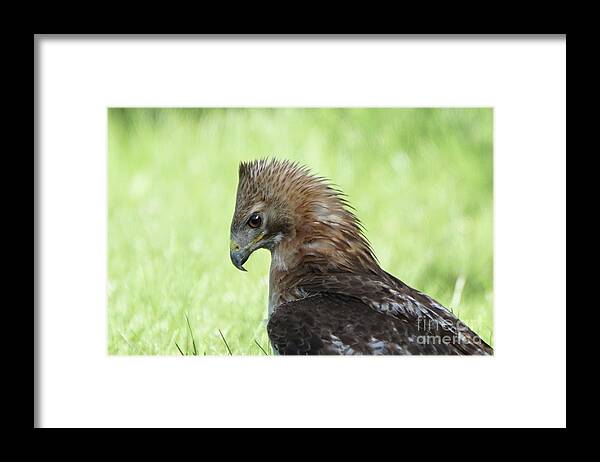 Hawk Framed Print featuring the photograph Hawk on the Ground 2 - Contemplating Dinner by Robert Alter Reflections of Infinity