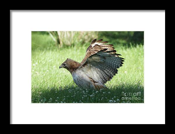 Hawk Framed Print featuring the photograph Hawk on the Ground 3 by Robert Alter Reflections of Infinity