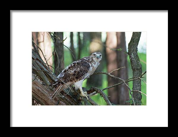 Animal Framed Print featuring the photograph Hawk Portrait by John Benedict