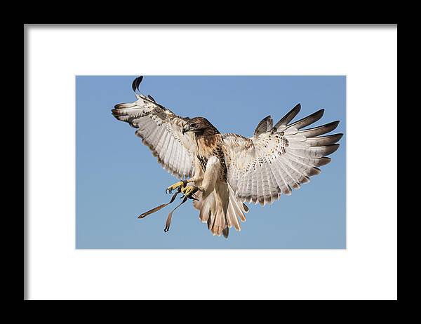 Apopka Framed Print featuring the photograph Hawk Showing Off by Dawn Currie