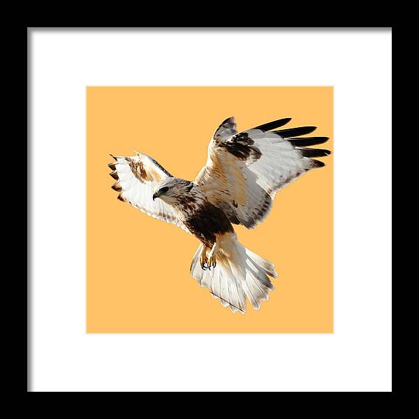 Hawk Framed Print featuring the photograph Hawk T-shirt by Greg Norrell