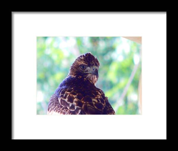 Hawk Framed Print featuring the photograph Hawkeye by Virginia White