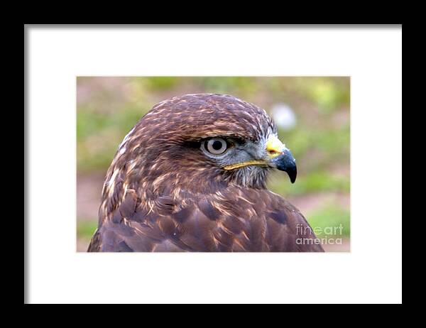 Bird Framed Print featuring the photograph Hawks eye view by Stephen Melia
