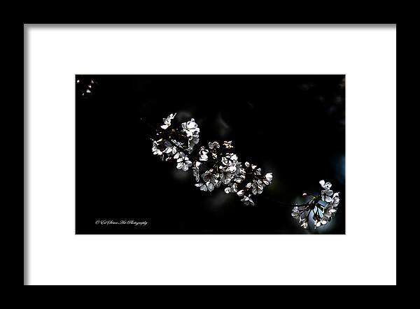 Flower Framed Print featuring the photograph Hawthorne Diamonds by Ed Stines