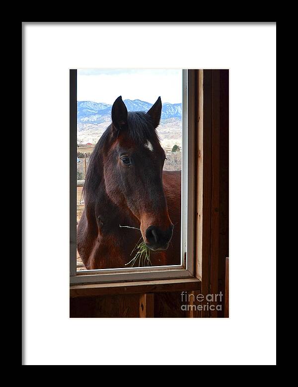 Horse Framed Print featuring the photograph Hay There by Cindy Schneider