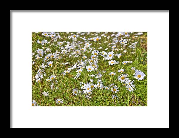 Hdr Framed Print featuring the photograph HDR Desert Wildflowers by Matthew Bamberg