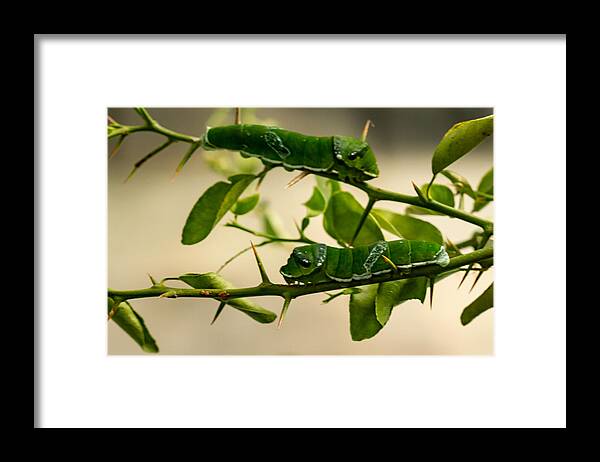 Blue_mormon Framed Print featuring the photograph He Came I Went by Ramabhadran Thirupattur