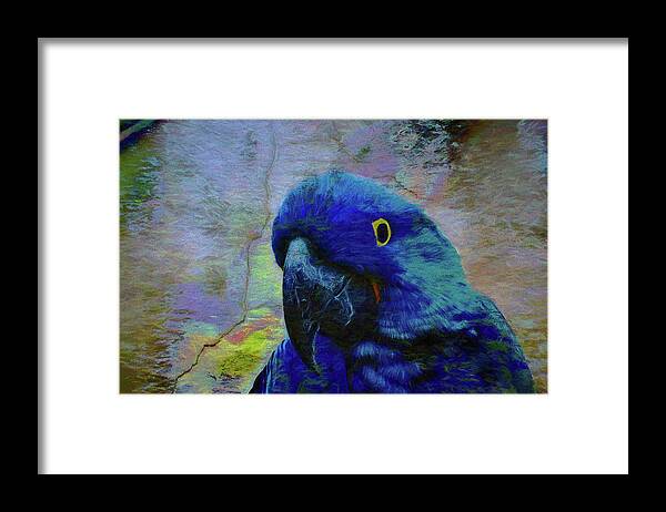 Birds Framed Print featuring the photograph He Just Cracks Me Up by Jan Amiss Photography