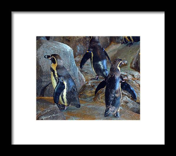 Penguins Framed Print featuring the photograph He Was Here Just A Minute Ago by Linda Benoit