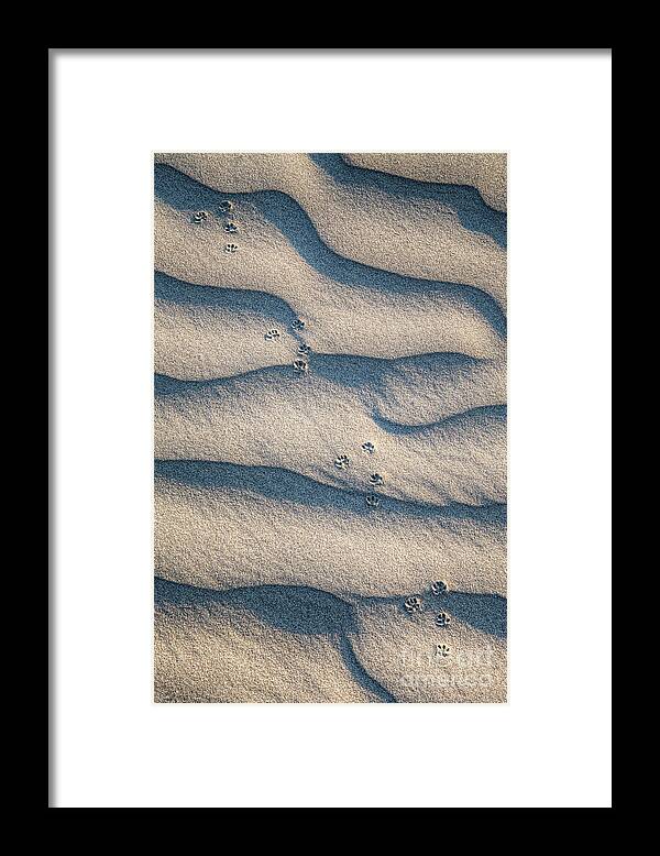 Sand Framed Print featuring the photograph He Went Thataway by Royce Howland