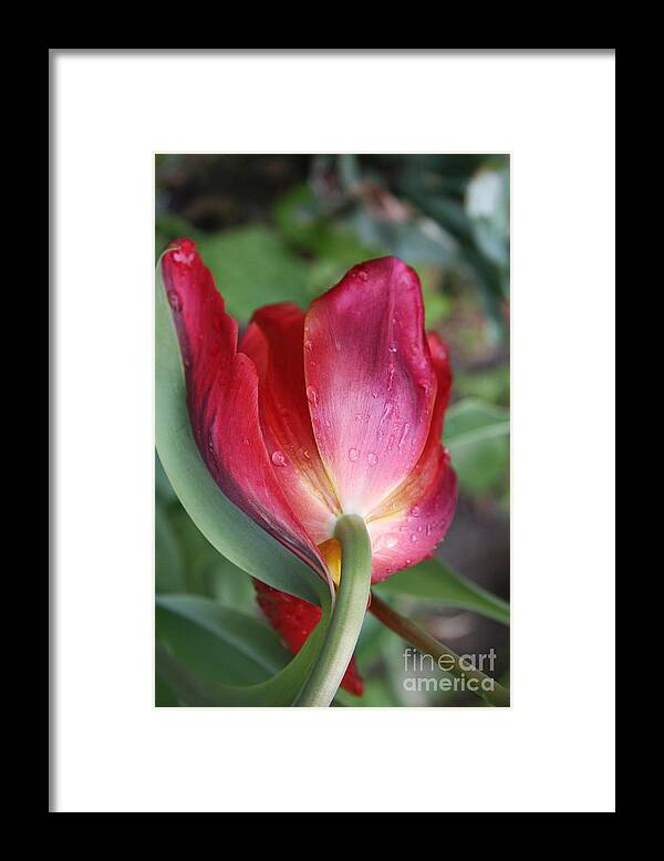 Tulip Framed Print featuring the photograph Head Down by Christiane Schulze Art And Photography